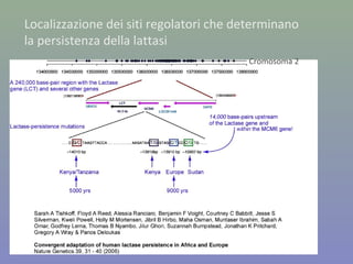 Cromosoma 2
Localizzazione dei siti regolatori che determinano
la persistenza della lattasi
 