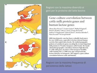 Regioni con la massima diversità ai
geni per le proteine del latte bovine
Regioni con la massima frequenza di
persistenza della lattasi
 