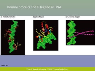 Figura 18.3
Peter J Russell, Genetica © 2010 Pearson Italia S.p.A
Domini proteici che si legano al DNA
 