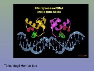 Tipico degli Homeo-box
 
