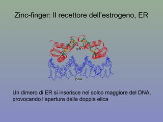 Zinc-finger: Il recettore dell’estrogeno, ER
Un dimero di ER si inserisce nel solco maggiore del DNA,
provocando l’apertura della doppia elica
 