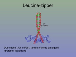 Leucine-zipper
Due eliche (Jun e Fos), tenute insieme da legami
idrofobici fra leucine
 