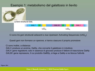 Figura 18.4
Peter J Russell, Genetica © 2010 Pearson Italia S.p.A
Esempio 1: metabolismo del galattosio in lievito
Ci sono tre geni strutturali adiacenti e due Upstream Activating Sequences (UASG)
Questi geni non formano un operone, e hanno ciascuno il proprio promotore
Ci sono inoltre, a distanza:
GAL3: produce un enzima, Gal3p, che converte il galattosio in induttore
GAL4: gene regolatore; solo in assenza di glucosio produce il fattore di trascrizione Gal4p
GAL80: gene repressore, il cui prodotto Gal80p, si lega a Gal4p e ne blocca l’attività
 