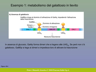 Figura 18.4
Peter J Russell, Genetica © 2010 Pearson Italia S.p.A
Esempio 1: metabolismo del galattosio in lievito
In assenza di glucosio, Gal4p forma dimeri che si legano alle UASG. Se però non c’è
galattosio, Gal80p si lega ai dimeri e impedisce loro di attivare la trascrizione
 