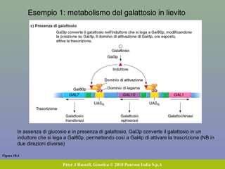 Figura 18.4
Peter J Russell, Genetica © 2010 Pearson Italia S.p.A
Esempio 1: metabolismo del galattosio in lievito
In assenza di glucosio e in presenza di galattosio, Gal3p converte il galattosio in un
induttore che si lega a Gal80p, permettendo così a Gal4p di attivare la trascrizione (NB in
due direzioni diverse)
 