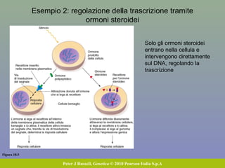 Figura 18.5
Peter J Russell, Genetica © 2010 Pearson Italia S.p.A
Esempio 2: regolazione della trascrizione tramite
ormoni steroidei
Solo gli ormoni steroidei
entrano nella cellula e
intervengono direttamente
sul DNA, regolando la
trascrizione
 