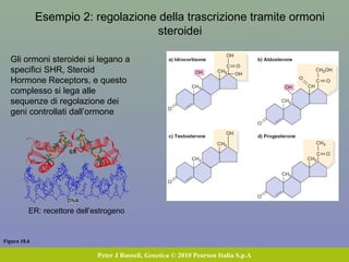 Figura 18.6
Peter J Russell, Genetica © 2010 Pearson Italia S.p.A
Gli ormoni steroidei si legano a
specifici SHR, Steroid
Hormone Receptors, e questo
complesso si lega alle
sequenze di regolazione dei
geni controllati dall’ormone
Esempio 2: regolazione della trascrizione tramite ormoni
steroidei
ER: recettore dell’estrogeno
 
