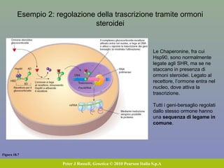Figura 18.7
Peter J Russell, Genetica © 2010 Pearson Italia S.p.A
Esempio 2: regolazione della trascrizione tramite ormoni
steroidei
Le Chaperonine, fra cui
Hsp90, sono normalmente
legate agli SHR, ma se ne
staccano in presenza di
ormoni steroidei. Legato al
recettore, l’ormone entra nel
nucleo, dove attiva la
trascrizione.
Tutti i geni-bersaglio regolati
dallo stesso ormone hanno
una sequenza di legame in
comune.
 
