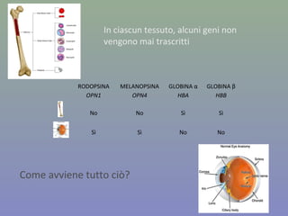 RODOPSINA
OPN1
MELANOPSINA
OPN4
GLOBINA α
HBA
GLOBINA β
HBB
No No Sì Sì
Sì Sì No No
In ciascun tessuto, alcuni geni non
vengono mai trascritti
Come avviene tutto ciò?
 