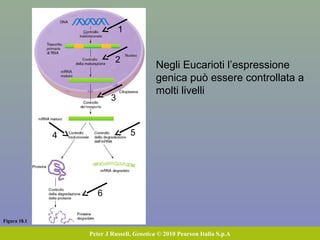Figura 18.1
Peter J Russell, Genetica © 2010 Pearson Italia S.p.A
Negli Eucarioti l’espressione
genica può essere controllata a
molti livelli
1
2
3
4 5
6
 