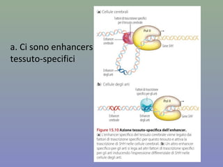a. Ci sono enhancers
tessuto-specifici
 