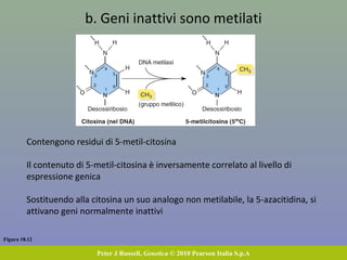Figura 18.12
Peter J Russell, Genetica © 2010 Pearson Italia S.p.A
b. Geni inattivi sono metilati
Contengono residui di 5-metil-citosina
Il contenuto di 5-metil-citosina è inversamente correlato al livello di
espressione genica
Sostituendo alla citosina un suo analogo non metilabile, la 5-azacitidina, si
attivano geni normalmente inattivi
 