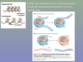 Il DNA non metilato scorre sul nucleosoma,
rendendo disponibili promotore e siti di
regolazione
 