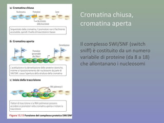 Cromatina chiusa,
cromatina aperta
Il complesso SWI/SNF (switch
sniff) è costituito da un numero
variabile di proteine (da 8 a 18)
che allontanano i nucleosomi
 