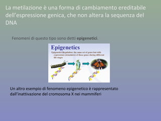 La metilazione è una forma di cambiamento ereditabile
dell’espressione genica, che non altera la sequenza del
DNA
Un altro esempio di fenomeno epigenetico è rappresentato
dall’inattivazione del cromosoma X nei mammiferi
Fenomeni di questo tipo sono detti epigenetici.
 