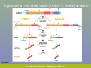 Figura 18.14
Peter J Russell, Genetica © 2010 Pearson Italia S.p.A
Regolazione a livello di maturazione dell’RNA: splicing alternativi
 