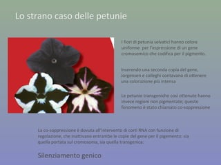 Lo strano caso delle petunie
I fiori di petunia selvatici hanno colore
uniforme per l’espressione di un gene
cromosomico che codifica per il pigmento.
Inserendo una seconda copia del gene,
Jorgensen e colleghi contavano di ottenere
una colorazione più intensa
Le petunie transgeniche così ottenute hanno
invece regioni non pigmentate; questo
fenomeno è stato chiamato co-soppressione
La co-soppressione è dovuta all’intervento di corti RNA con funzione di
regolazione, che inattivano entrambe le copie del gene per il pigemento: sia
quella portata sul cromosoma, sia quella transgenica:
Silenziamento genico
 