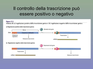 Il controllo della trascrizione può
essere positivo o negativo
 