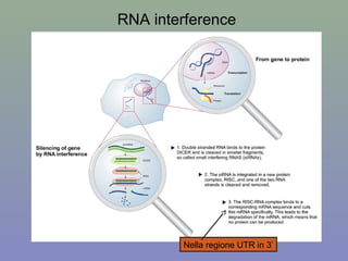 RNA interference
Nella regione UTR in 3’
 