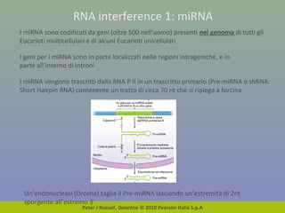 Peter J Russell, Genetica © 2010 Pearson Italia S.p.A
RNA interference 1: miRNA
I miRNA sono codificati da geni (oltre 500 nell’uomo) presenti nel genoma di tutti gli
Eucarioti multicellulari e di alcuni Eucarioti unicellulari
I geni per i miRNA sono in parte localizzati nelle regioni intrageniche, e in
parte all’interno di introni
I miRNA vengono trascritti dalla RNA P II in un trascritto primario (Pre-miRNA o shRNA:
Short Hairpin RNA) contenente un tratto di circa 70 nt che si ripiega a forcina
Un’endonucleasi (Drosha) taglia il Pre-miRNA lasciando un’estremità di 2nt
sporgente all’estremo 3’
 