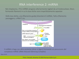 Figura 18.15
Peter J Russell, Genetica © 2010 Pearson Italia S.p.A
RNA interference 2: miRNA
Nel citoplasma, i Pre-miRNA vengono ulteriormente tagliati da un’endonucleasi, Dicer,
formando filamenti in cui le due eliche sono imperfettamente appaiate
Delle due eliche, una (filamento guida) diventerà il miRNA, l’altra (filamento
passeggero, o RNA*) no
Il miRNA si lega con altre proteine (slicer o Ago1) formando un precursore del
complesso miRISC (RNA Induced Silencing Complex)
 