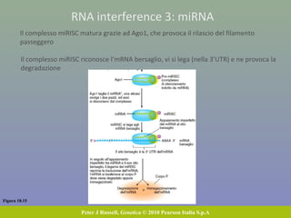 Figura 18.15
Peter J Russell, Genetica © 2010 Pearson Italia S.p.A
RNA interference 3: miRNA
Il complesso miRISC matura grazie ad Ago1, che provoca il rilascio del filamento
passeggero
Il complesso miRISC riconosce l’mRNA bersaglio, vi si lega (nella 3’UTR) e ne provoca la
degradazione
 