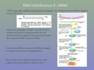 RNA interference 4: siRNA
I siRNA non sono codificati dal genoma nucleare, ma si originano come RNA a doppia
elica di 19-21 nt
Attraverso passaggi analoghi a quelli visti per
miRNA (ma Slicer è rappresentato da una
proteina diversa, Ago2) si forma un precursore
del complesso RISC, e poi un siRISC
Il complesso siRISC riconosce l’mRNA bersaglio,
vi si lega e ne provoca la degradazione
Ma, se non sono codificati nel genoma, che
origine hanno gli shRNA in questo caso?
 