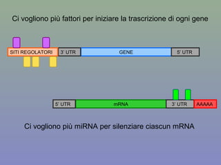 GENE 5’ UTR3’ UTRSITI REGOLATORI
mRNA 3’ UTR5’ UTR AAAAA
Ci vogliono più fattori per iniziare la trascrizione di ogni gene
Ci vogliono più miRNA per silenziare ciascun mRNA
 