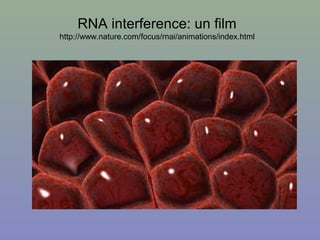 RNA interference: un film
http://www.nature.com/focus/rnai/animations/index.html
 