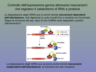 Controllo dell’espressione genica attraverso meccanismi
che regolano il catabolismo di RNA e proteine
La degradazione degli mRNA può avvenire tramite meccanismi dipendenti
dall’adenilazione, cioè digerendo la coda di poliA fino a renderla non funzionale.
Segue la rimozione del cap, dopo di che l’mRNA viene degradato a partire
dall’estremità 5’.
La degradazione degli mRNA può avvenire anche tramite meccanismi
indipendenti dall’adenilazione, al momento non ben compresi.
 