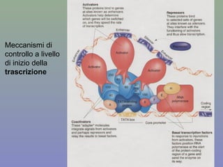 Meccanismi di
controllo a livello
di inizio della
trascrizione
 