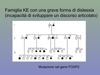 Famiglia KE con una grave forma di dislessia
(incapacità di sviluppare un discorso articolato)
Mutazione nel gene FOXP2
 