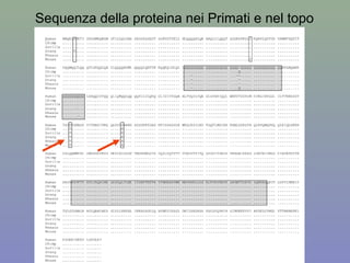 Sequenza della proteina nei Primati e nel topo
 