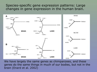 We have largely the same genes as chimpanzees, and these
genes do the same things in much of our bodies, but not in the
brain (Enard et al. 2002)
Species-specific gene expression patterns: Large
changes in gene expression in the human brain.
 