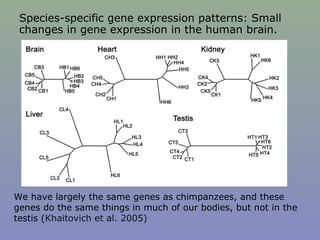 We have largely the same genes as chimpanzees, and these
genes do the same things in much of our bodies, but not in the
testis (Khaitovich et al. 2005)
Species-specific gene expression patterns: Small
changes in gene expression in the human brain.
 