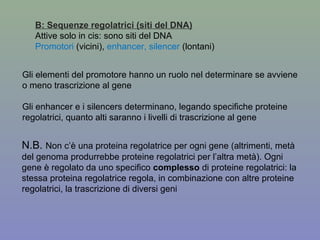 B: Sequenze regolatrici (siti del DNA)
Attive solo in cis: sono siti del DNA
Promotori (vicini), enhancer, silencer (lontani)
Gli elementi del promotore hanno un ruolo nel determinare se avviene
o meno trascrizione al gene
Gli enhancer e i silencers determinano, legando specifiche proteine
regolatrici, quanto alti saranno i livelli di trascrizione al gene
N.B. Non c’è una proteina regolatrice per ogni gene (altrimenti, metà
del genoma produrrebbe proteine regolatrici per l’altra metà). Ogni
gene è regolato da uno specifico complesso di proteine regolatrici: la
stessa proteina regolatrice regola, in combinazione con altre proteine
regolatrici, la trascrizione di diversi geni
 