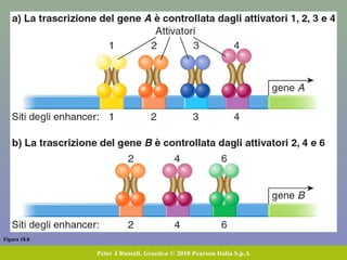Figura 18.8
Peter J Russell, Genetica © 2010 Pearson Italia S.p.A
 