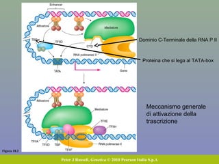 Figura 18.2
Peter J Russell, Genetica © 2010 Pearson Italia S.p.A
Dominio C-Terminale della RNA P II
Proteina che si lega al TATA-box
Meccanismo generale
di attivazione della
trascrizione
 