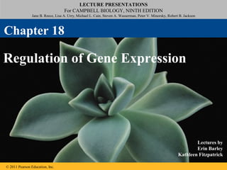 LECTURE PRESENTATIONS
For CAMPBELL BIOLOGY, NINTH EDITION
Jane B. Reece, Lisa A. Urry, Michael L. Cain, Steven A. Wasserman, Peter V. Minorsky, Robert B. Jackson
© 2011 Pearson Education, Inc.
Lectures by
Erin Barley
Kathleen Fitzpatrick
Regulation of Gene Expression
Chapter 18
 