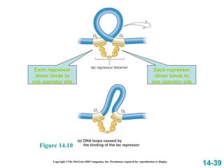18 Regulation of Gene Expression | PPT