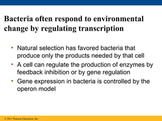 18 Regulation of Gene Expression | PPT