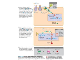 18 Regulation of Gene Expression | PPT