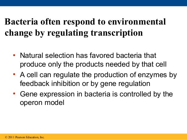 18 Regulation Of Gene Expression