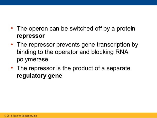 18 Regulation Of Gene Expression