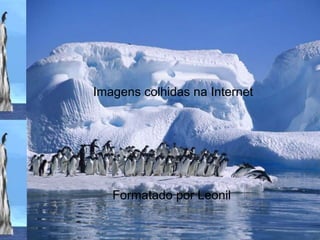 Imagens colhidas na InternetFormatado por Leonil