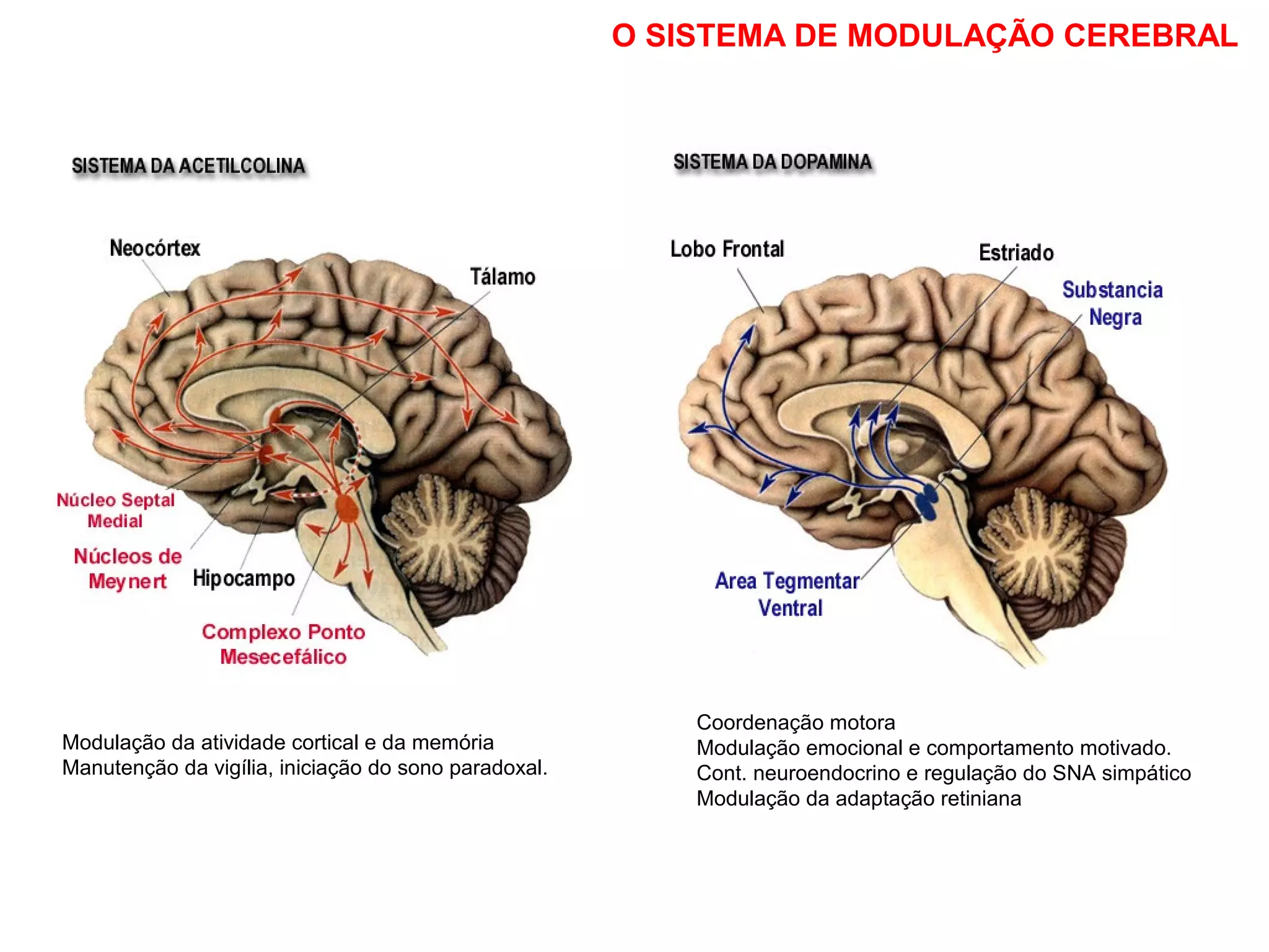 Coordenação motora
Modulação emocional e comportamento motivado.
Cont. neuroendocrino e regulação do SNA simpático
Modulação da adaptação retiniana
Modulação da atividade cortical e da memória
Manutenção da vigília, iniciação do sono paradoxal.
O SISTEMA DE MODULAÇÃO CEREBRAL
 