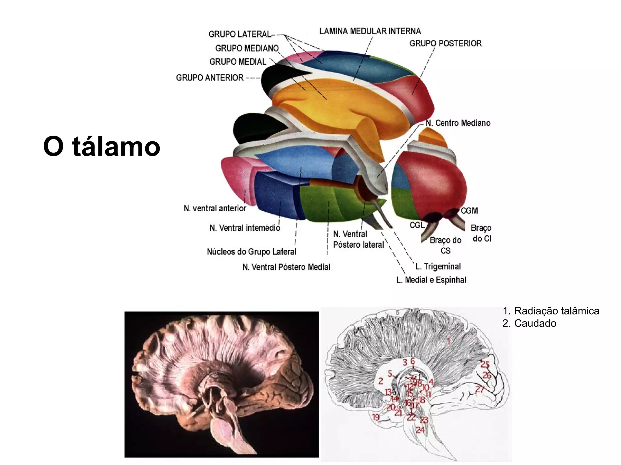 O tálamo
1. Radiação talâmica
2. Caudado
 