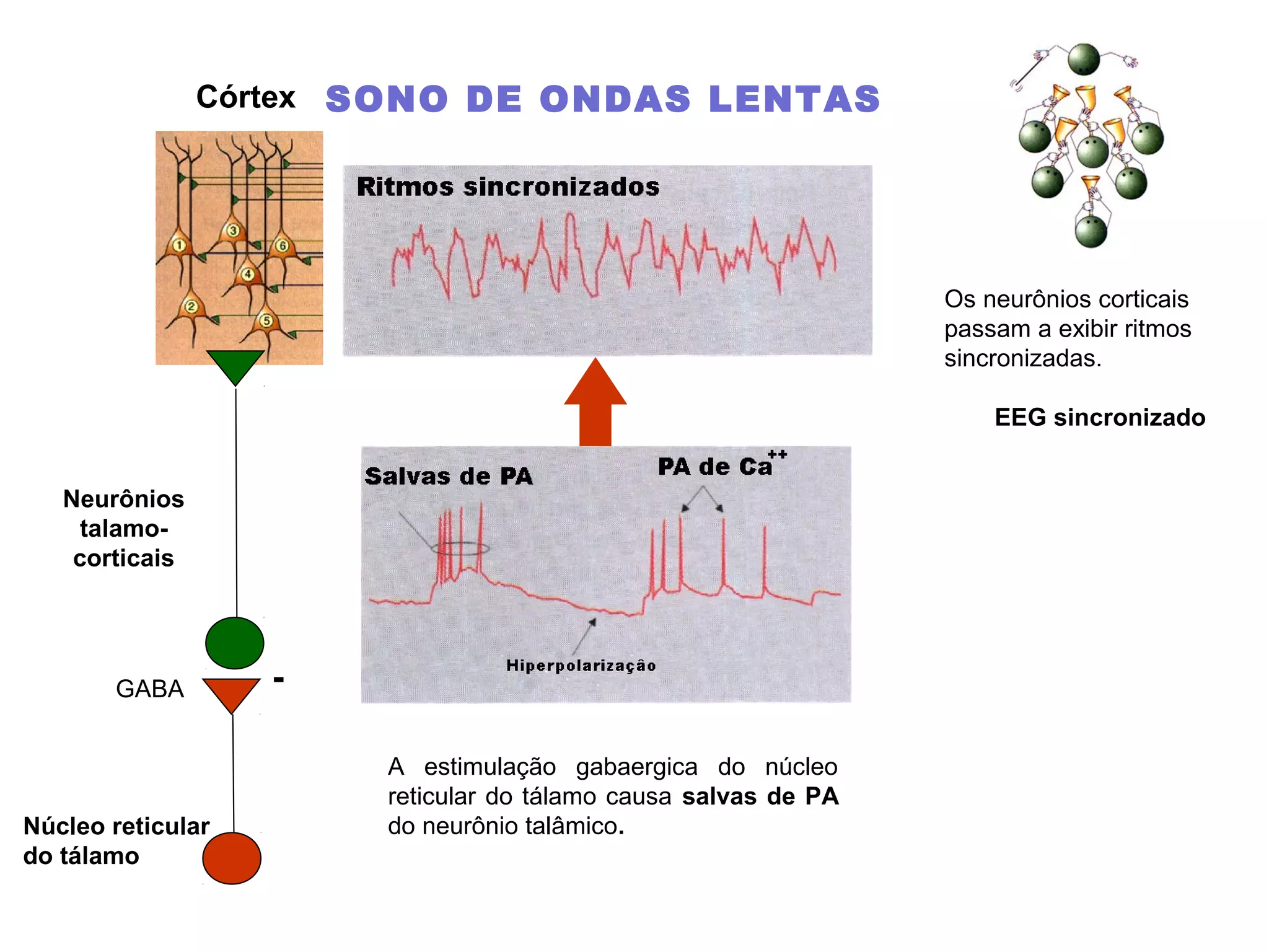 Os neurônios corticais
passam a exibir ritmos
sincronizadas.
EEG sincronizado
A estimulação gabaergica do núcleo
reticular do tálamo causa salvas de PA
do neurônio talâmico.
Córtex
GABA -
Núcleo reticular
do tálamo
SONO DE ONDAS LENTAS
Neurônios
talamo-
corticais
 