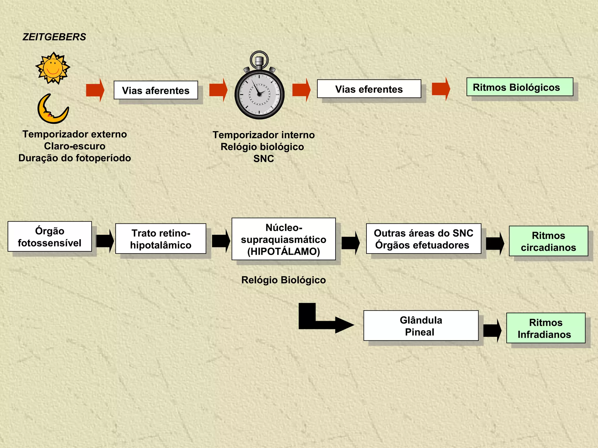 Ritmos Biológicos
Ritmos Biológicos
Vias eferentes
Vias eferentes
Vias aferentes
Vias aferentes
Temporizador externo
Claro-escuro
Duração do fotoperíodo
Temporizador interno
Relógio biológico
SNC
Relógio Biológico
Trato retino-
hipotalâmico
Trato retino-
hipotalâmico
Núcleo-
supraquiasmático
(HIPOTÁLAMO)
Núcleo-
supraquiasmático
(HIPOTÁLAMO)
Outras áreas do SNC
Órgãos efetuadores
Outras áreas do SNC
Órgãos efetuadores Ritmos
circadianos
Ritmos
circadianos
Órgão
fotossensível
Órgão
fotossensível
Glândula
Pineal
Glândula
Pineal Ritmos
Infradianos
Ritmos
Infradianos
ZEITGEBERS
 