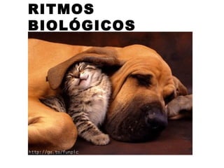 RITMOS
BIOLÓGICOS
 